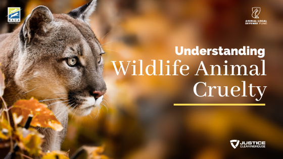 Understanding Wildlife Animal Cruelty